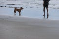 Happy man on the beach with a dog. Man and dog walking together on the beach at sunset. friendship concept Royalty Free Stock Photo