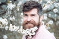 Happy man with cherry blossom in beard. Bearded man with mustache smile at blossoming trees. Hipster enjoy flower bloom