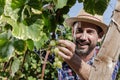 happy man cutting grapes with scissors in garden