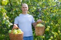 Happy man picking apples Royalty Free Stock Photo