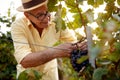 Happy man picking red wine grapes on vine Royalty Free Stock Photo