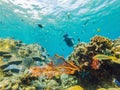 Happy man in snorkeling mask dive underwater with tropical fishes in coral reef sea pool. Travel lifestyle, water sport Royalty Free Stock Photo