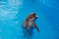 Happy dolphin in dolphinarium Royalty Free Stock Photo