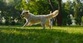 Happy man throwing ball. Energetic playful golden retriever running catch toy.