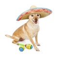 Happy Mexican Chihuahua Cross Dog Royalty Free Stock Photo