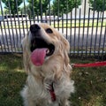 Happy mini golden retriever dog Royalty Free Stock Photo