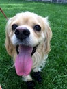 Happy mini golden retriever dog Royalty Free Stock Photo