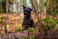 Happy miniature black schnauzer dog sitting in a forest. Royalty Free Stock Photo