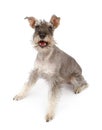 Happy Miniature Schnauzer Dog Royalty Free Stock Photo