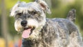 Happy miniature, schnauzer puppy running with nice background co Royalty Free Stock Photo