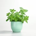 Happy Mint Plant In Turquoise Pot On White Background Royalty Free Stock Photo