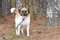 Happy mix breed Corgi Beagle Hound dog outside on leash wagging tail Royalty Free Stock Photo