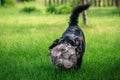 Happy mixed breed dog playing with a ball in the green, sunny garden Royalty Free Stock Photo