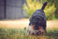 Happy mixed breed dog playing with a ball in the green, sunny garden Royalty Free Stock Photo