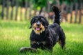 Happy mixed breed dog playing with a ball in the green, sunny garden Royalty Free Stock Photo