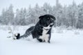 Happy mixed breed dog running outdoors in winter Royalty Free Stock Photo