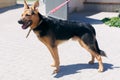 Happy mixed breed german shepherd portrait in sunny street, homeless dog Royalty Free Stock Photo