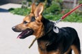 Happy mixed breed german shepherd portrait in sunny street, homeless dog Royalty Free Stock Photo