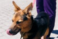 Happy mixed breed german shepherd portrait in sunny street, homeless dog Royalty Free Stock Photo