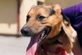 Happy mixed breed german shepherd portrait in sunny street, homeless dog Royalty Free Stock Photo