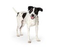 Happy Mixed Large Breed Dog White Black Spots Royalty Free Stock Photo