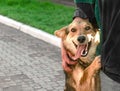 Happy mongrel dog stands on hind legs next to woman