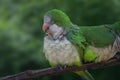 Happy Monk Parakeet Royalty Free Stock Photo