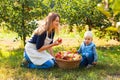 Happy mother and child picking apples on a farm in autumn. Royalty Free Stock Photo