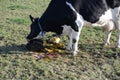 Mother cow with newborn calf in Luxembourg Royalty Free Stock Photo