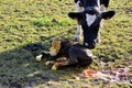 Mother cow with newborn calf in Luxembourg Royalty Free Stock Photo