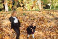 Happy mother and daughter walking in autumn park. Autumn time, weekend and holidays. Family throwing autumn leaves Royalty Free Stock Photo