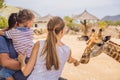 Happy mother, father and son watching and feeding giraffe in zoo. Happy family having fun with animals safari park on