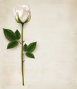 Happy Mother's Day background. Single white rose