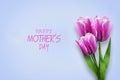 Happy Mother`s Day. Beautiful tulips on a blue background. Greeting card. Festive banner Royalty Free Stock Photo