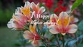 Happy Mother\'s Day card on beautiful Alstroemeria ( Peruvian lily ) flowers background. Mothers Day with flower. Royalty Free Stock Photo