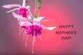 Happy mother`s day text sign on pink tulips on white rustic wooden background. greeting card concept. sensual tender women image.