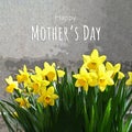 Happy Mothers Day card with daffodils illustration Royalty Free Stock Photo