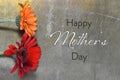 Happy Mothers Day card with gerbera daisies on rusty background Royalty Free Stock Photo