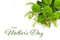 Happy Mothers Day card. Green chrysanthemum flowers isolated on white background Royalty Free Stock Photo
