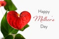 Happy Mothers Day card. Red flamingo flowers isolated on white