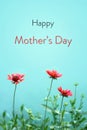 Happy Mothers Day card with gaillardia flowers isolated on green background. Mothers Day floral greeting card concept Royalty Free Stock Photo