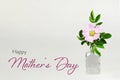 Happy Mothers Day card with wild rose in transparent vase Royalty Free Stock Photo