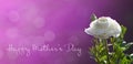 Happy Mothers Day card with white ranunculus flower