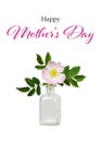 Happy Mothers Day card with wild rose in vase isolated on white background Royalty Free Stock Photo