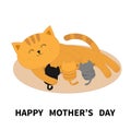 Happy Mothers Day. Cat feeding kittens. Mom kitty laying on the floor and nursing little cats. Milk feed. Breastfeeding pet animal
