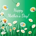 Happy Mothers Day greeting card. Grass with white chamomiles on green. Floral nature background. Vector flower with butterfly and