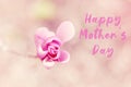 Happy Mothers Day. Holiday card with greeting text. Beautiful macro of purple pink magnolia flower on tree branch. Artistic Royalty Free Stock Photo