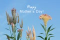 Happy mothers day. Mothers day. Card greeting with cockscomb flower blossom in garden, spring flowers in field on bright blue sky. Royalty Free Stock Photo