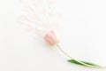 Happy Mothers day. One pink tulip with soft hearts flat lay on white background, space for text. Stylish spring image. Happy