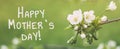 happy mothers day spring banner macro white flowers of apple tree on a green